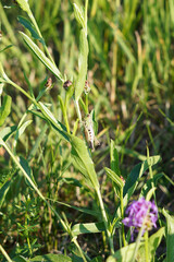 A close-up view of grass with a green grasshopper on its stem.