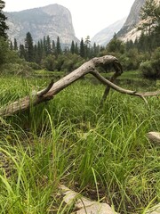 tree in the mountains