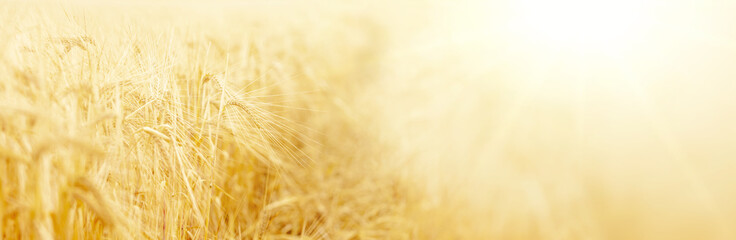 Panoramic banner of Golden wheat field with sky closeup, summer yellow soft colors