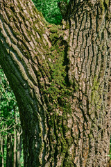 gnarled branches and roots of an upturned tree