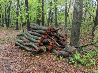 tree in the forest