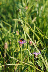 Wild grasses on which a bumblebee sits.