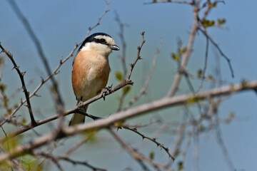 Masked Shrike // Maskenwürger (Lanius nubicus) - Pinios delta, Greece