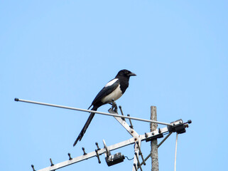 The Eurasian magpie or common magpie sits on the antenna at home. (Latin Pica pica)
This is a bird belonging to the family of Crows. It is found on all continents (except Antarctica)