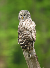 Ural owl ( Strix uralensis ) in spring forest