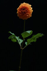 single rose