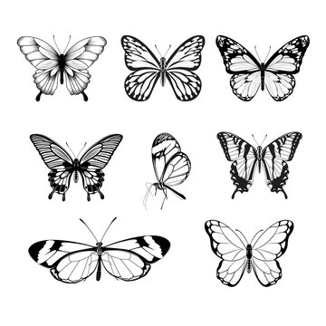 Set of Butterflies - Black and White Butterfly Collection