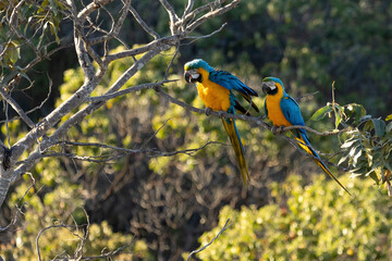 Two blue and yellow macaws perched on a tree branch. Species Ara ararauna also know as Arara Canide. It is the largest South American parrot. Birdwatching. Bird lover.