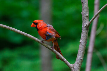 Male Northern cardinal (Cardinalis cardinalis) in the process of molting. Selective focus, background blur and foreground blur.

