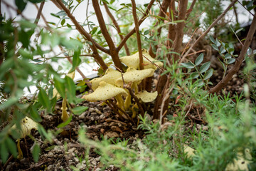 Yellow Mushrooms in a Vase in the Street in Summer