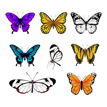 Set of Butterflies - Colorful Butterfly Collection