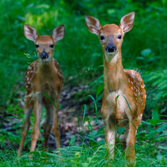 Pair of White-tailed Fawns (Odocoileus virginianus) with spots in the forest during late spring. Selective focus, background blur and foreground blur.
