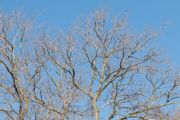 Bare branches of trees against the blue sky.