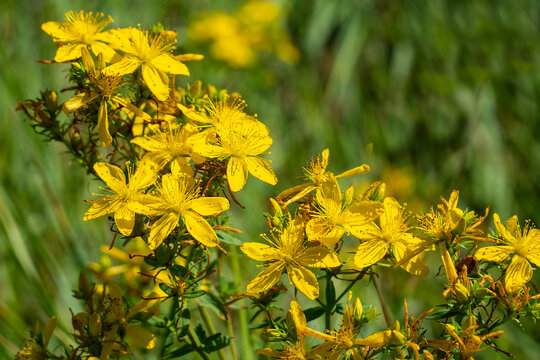 Hypericum is a medicinal plant.
It grows on the edges of the forest, meadows and abandoned fields.

