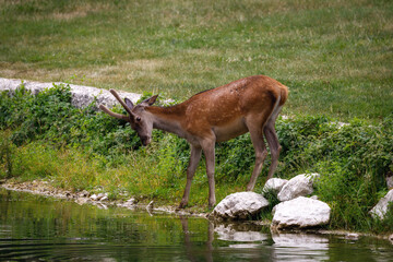 Deer male by the lake, portrait of doe on the background of the lake water. Red deer - Cervus elaphusq