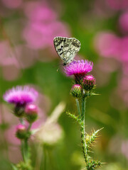 Butterfly on thistle flower. Gorgeous black-striped white butterfly pollinates the pink flower of a thistle