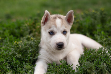 husky puppy on grass