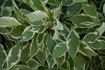 Green Leaves background. Cornus alba argenteomarginata
