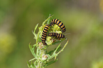 Caterpillars of cinnabar moth (Tyria jacobaeae), family Erebidae on flowers buds of  the ragwort Jacobaea vulgaris subsp. dunensis (syn. Senecio) ' Family Mints (Asteraceae or Compositae). July.  