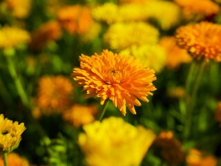 orange chrysanthemum among yellow and orange chrysanthemums on a sunny summer day