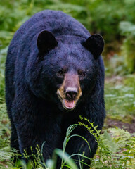 American black bear (Ursus americanus) in the forest during early summer. Selective focus, background blur and foreground blur.
