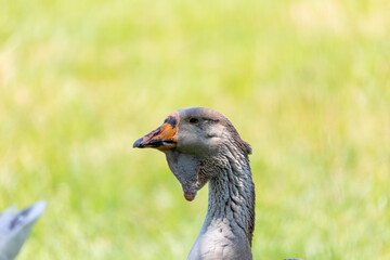 Domestic goose. Toulouse Geese.
Toulouse Geese originate from the countryside around the city of Toulouse in  France. The Toulouse is a popular goose and good specimens can sell for high prices