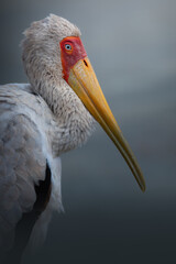Portrait of a Yellow billed Stork in Amboseli national park, kenya Africa