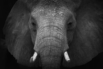 Close-up Elephant