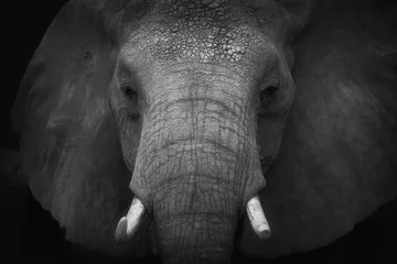 Großaufnahme Elefant © Nathalie