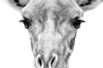 Gardinen Portrait of a giraffe. © Nathalie
