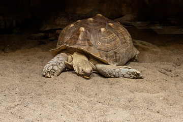 Giant tortoise on a sandy beach