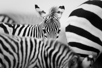 Zebra close-up. - obrazy, fototapety, plakaty