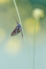 Mayfly on a blade of grass.