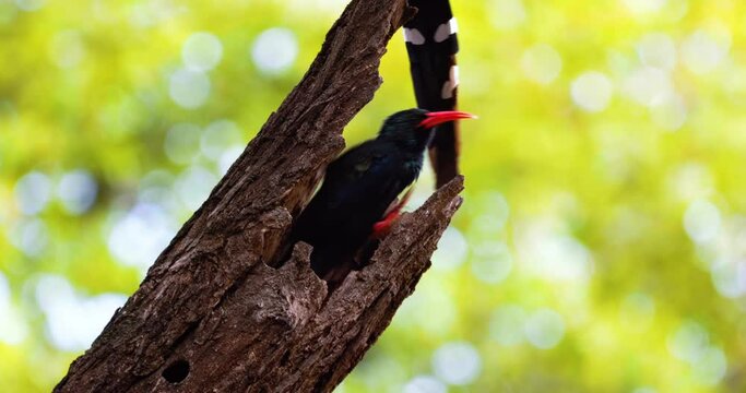 Green wood hoopoe bird nesting and socialising in a hollowed out tree, Africa
