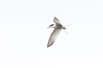 Common Tern in flight.