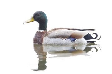 Mallard isolated on white background