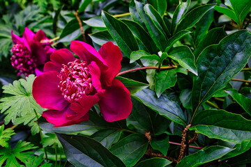 Pfingstrose, dunkelrote Rose mit gr&uuml;nen Bl&auml;ttern 