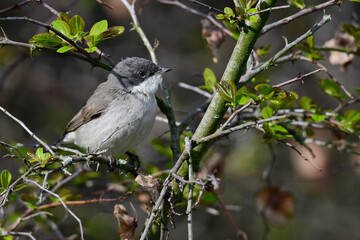 Klappergrasmücke // Lesser whitethroat (Sylvia curruca / Curruca curruca)