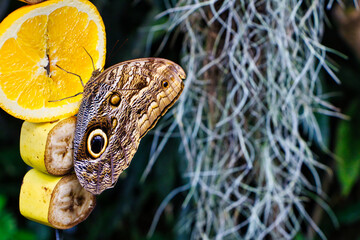 Brauner Schmetterling beim Essen 