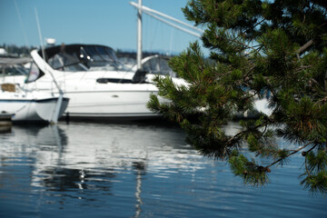 Pine branches framing white yacht in Moss Bay
