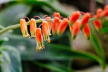 Baum Aloe, Orange farbene blüten mit grünen Blättern 