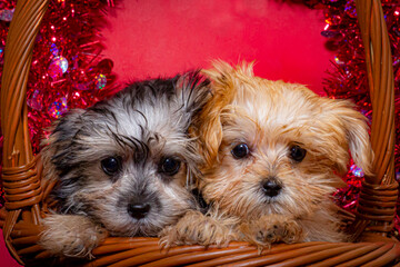 Two Multicolor Morkies (Maltese and Yorkshire Terrier Mix) in a Basked in front of a Red Glitter Background