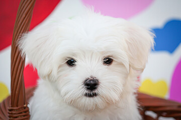 White Maltese Puppy in a Basket in front of a Rainbow-Colored Background