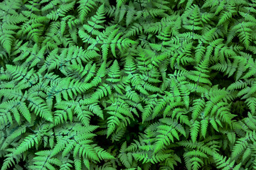 Naklejka na ściany i meble Green summer fern leaf in the forest. Dark vintage background.