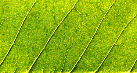 Naklejka na ściany i meble Macro green background of leaves