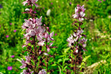 Diptam, rosa Blüten mit grünen Blättern 