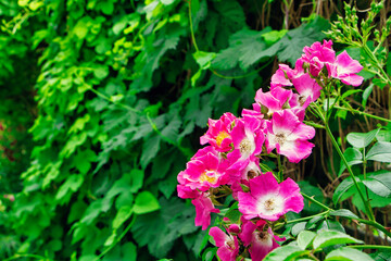 Büschelrose, Pinke Blume mit grünen Blättern im Hintergrund 