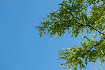 A branch of a honey locust in front of a blue, cloudless sky
