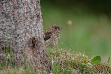 Juveniler Gartenrotschwanz auf einer Wiese 