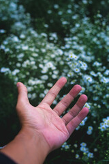 Fototapeta na wymiar Hand with white flowers fields background